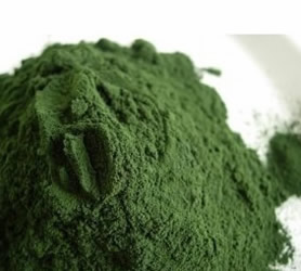 Alga Espirulina