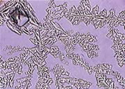 Cristal de Sal de Roca