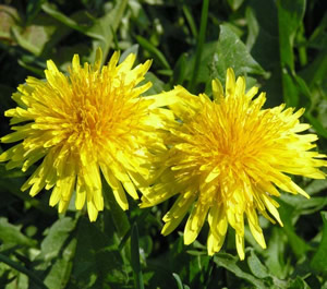 Diente de Le&oacute;n