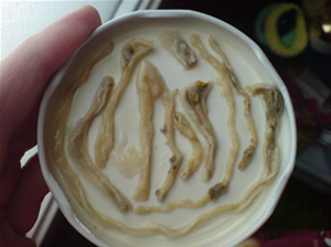 Par&aacute;stos C&aacute;ndidas