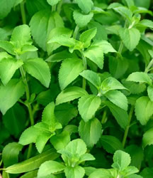 Stevia o Yerba dulce