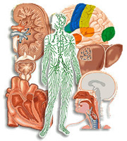 El cuerpo humano y las células
