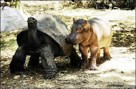 Hipopotamo y Tortuga