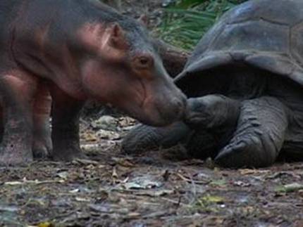 Hipopotamo y Tortuga