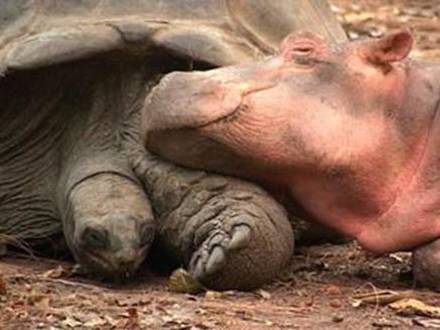 Hipopotamo y Tortuga