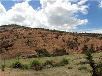Cultivos contra la desertificaci&oacute;n