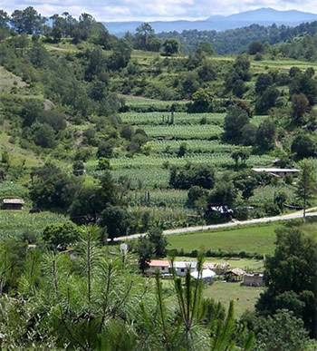 Terrazas de cultivo org&aacute;nico