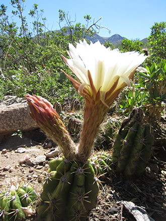 Flor de Cactus