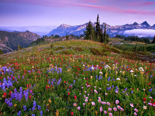 Flores Silvestres Diversas