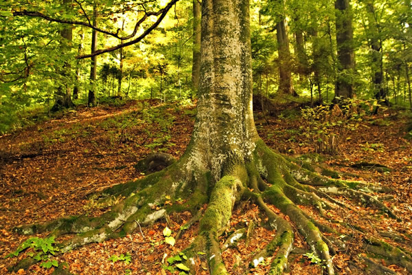 Ra&iacute;ces de &aacute;rbol